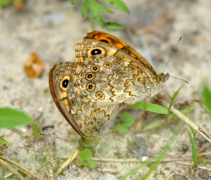 Lasiommata in accoppiamento